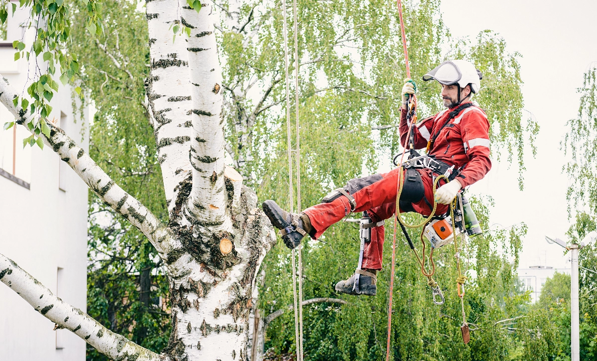 Dorking Tree Surgeon about our company image -  Tree pruning and trimming, Easy Website, Company Website,  Arborist expertise and consultation, New Company,  Tree health and disease management, easy website, No Coding Website, Tec-Nut.com Websites,  Tree removal and stump grinding, Website Builder, New Website
